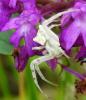 Thomisus onustus